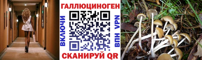 Галлюциногенные грибы Psilocybine cubensis Уссурийск